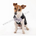 Black dog tuxedo