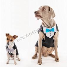 Black dog tuxedo
